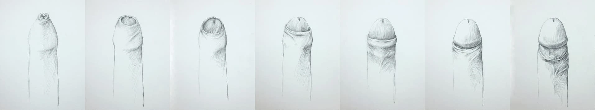 Full-width anatomical sketch illustrating foreskin gliding/unrolling during intercourse (intromission), showing a rolling/sliding interface.