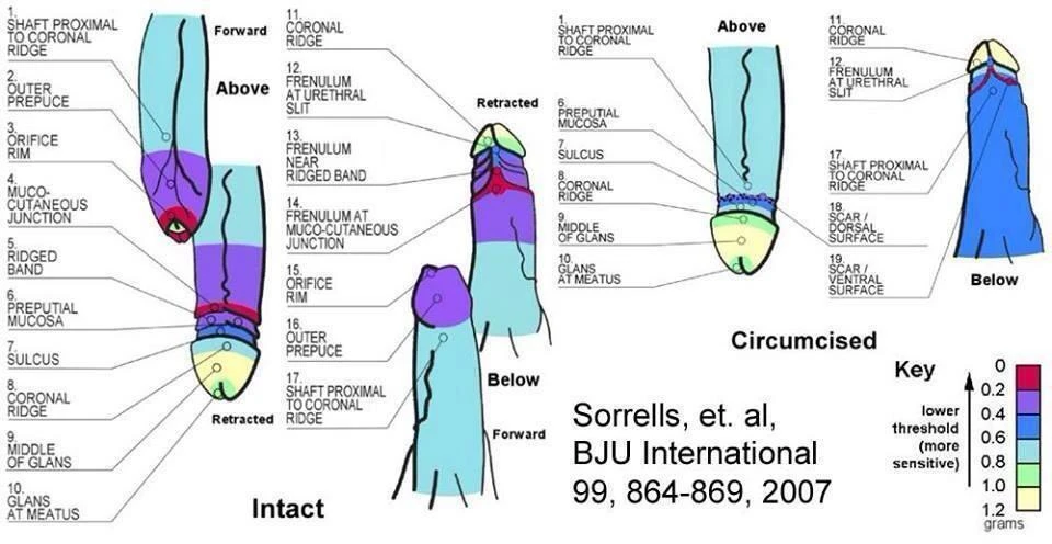 Fine-touch sensitivity mapping figure comparing intact and circumcised penis regions (Sorrells et al., 2007).