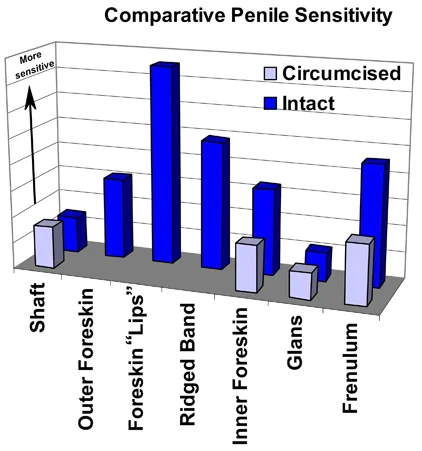 Regional penile sensitivity comparison chart for intact versus circumcised conditions.